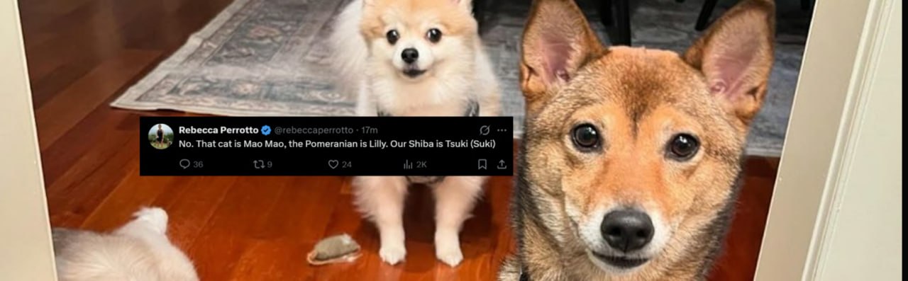 Rebecca Perrotto tweet confirming her Shiba Tsuki